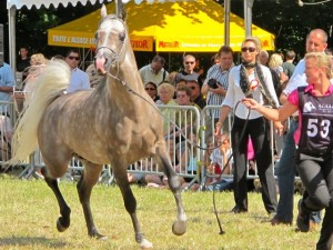 Champion International Horse Show Ittenwiller
