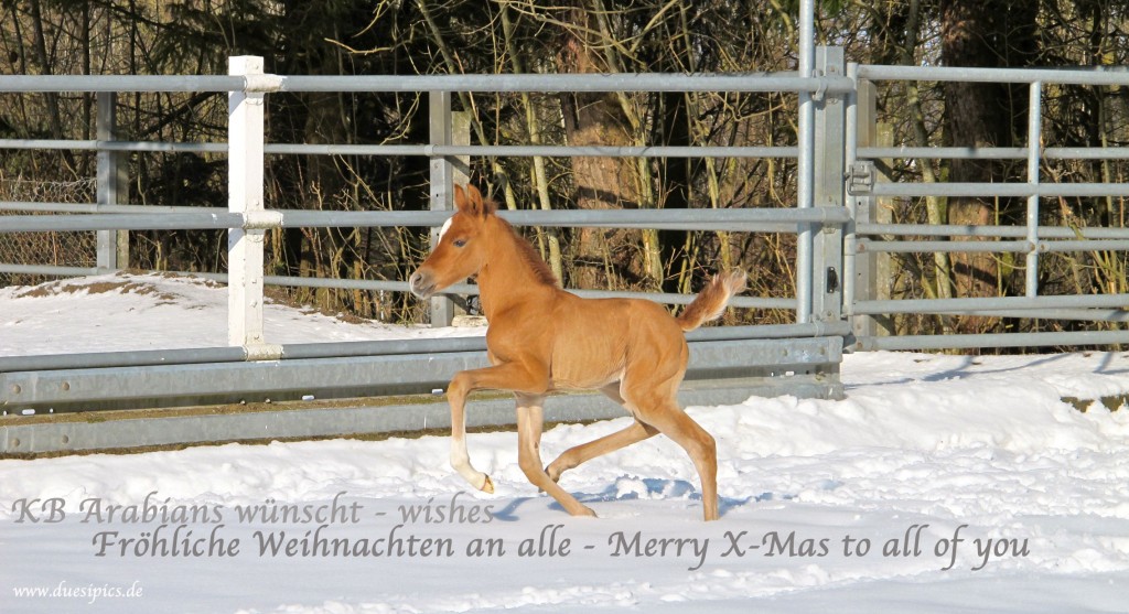 Fröhliche Weihnachten wünscht KB Arabians! duesipics.de